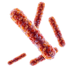 Bifidobacterium bifidum