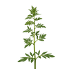 Orégano (Origanum vulgare)