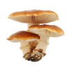 Ganoderma lucidum (Reishi)
