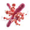 Lactobacillus rhamnosus