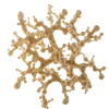 Lactobacillus reuteri
